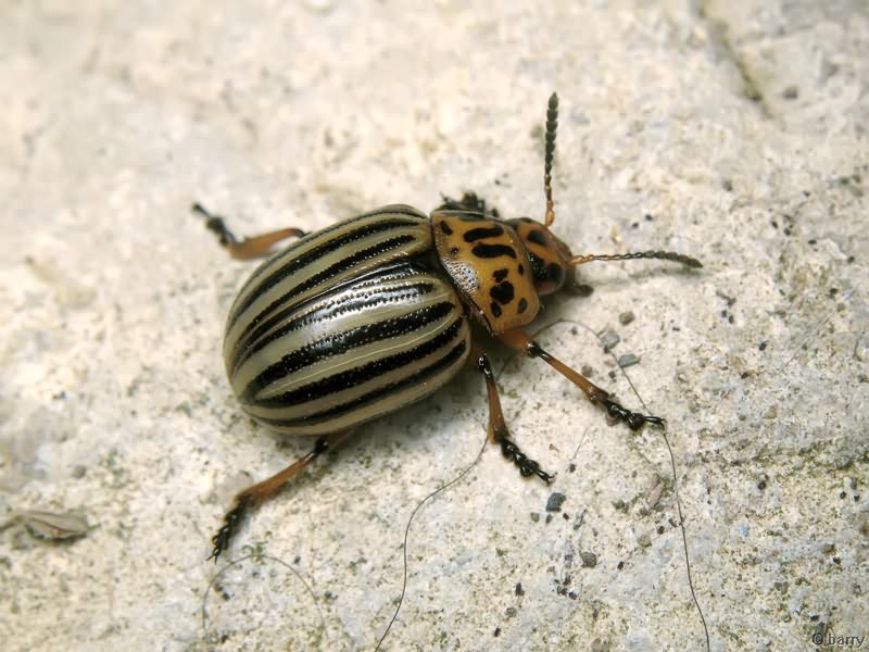 Leptinotarsa decemlineata (Say, 1824)